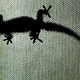 Illustration for article titled This Force Is Strong with Geckos